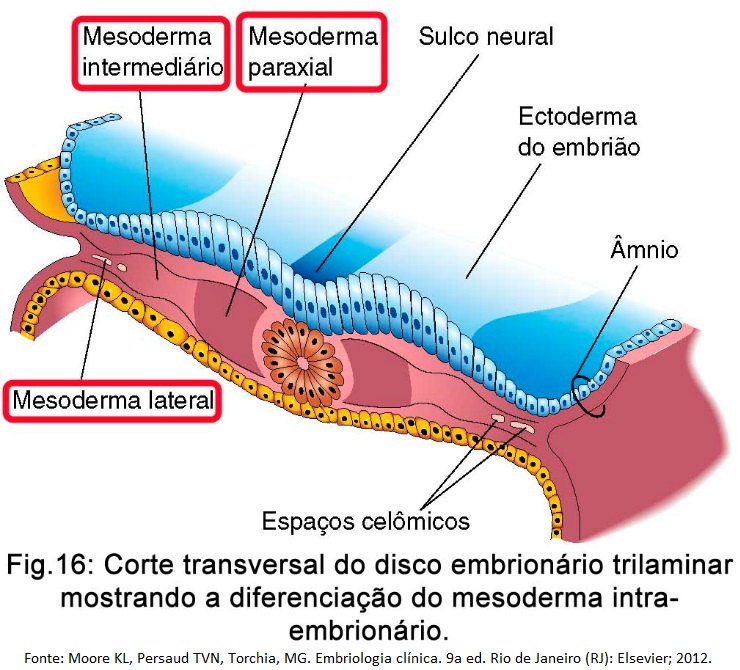 Cap Semana Do Desenvolvimento Neurula O E Forma O Dos Somitos Embrionhands