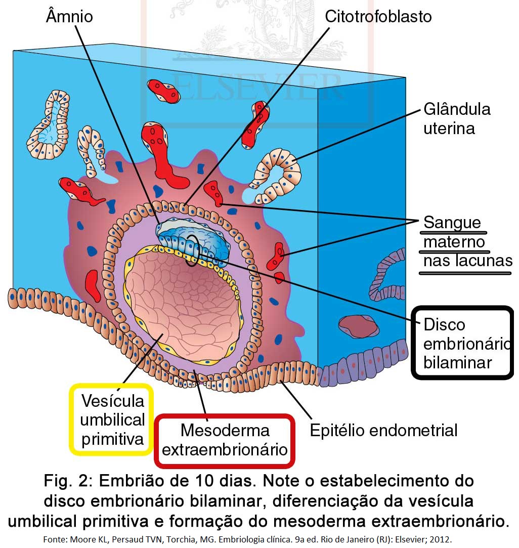 Cap. 3 – 2ª semana do desenvolvimento embrionário | Embrionhands