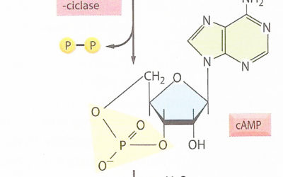 AMP-cíclico (c-AMP)