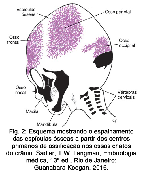 Crescimento da cabeça (crânio) maxila e mandíbula e sua relação