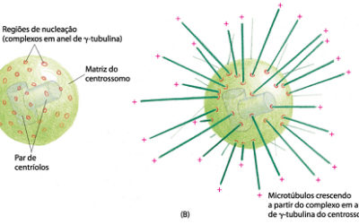 Centrossomos