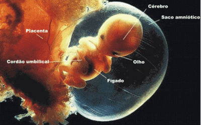 Cap. 6 – Placenta e membranas fetais