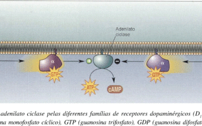 Adenil-ciclase