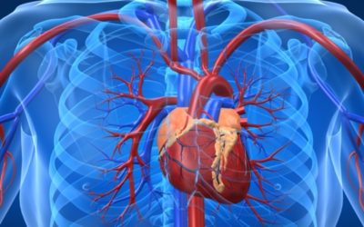 Cap. 7 – Sistema cardiovascular