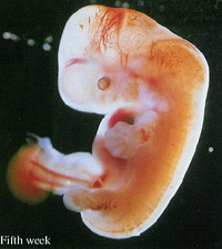 Cap. 5 – Quarta a oitava semanas – dobramento do embrião