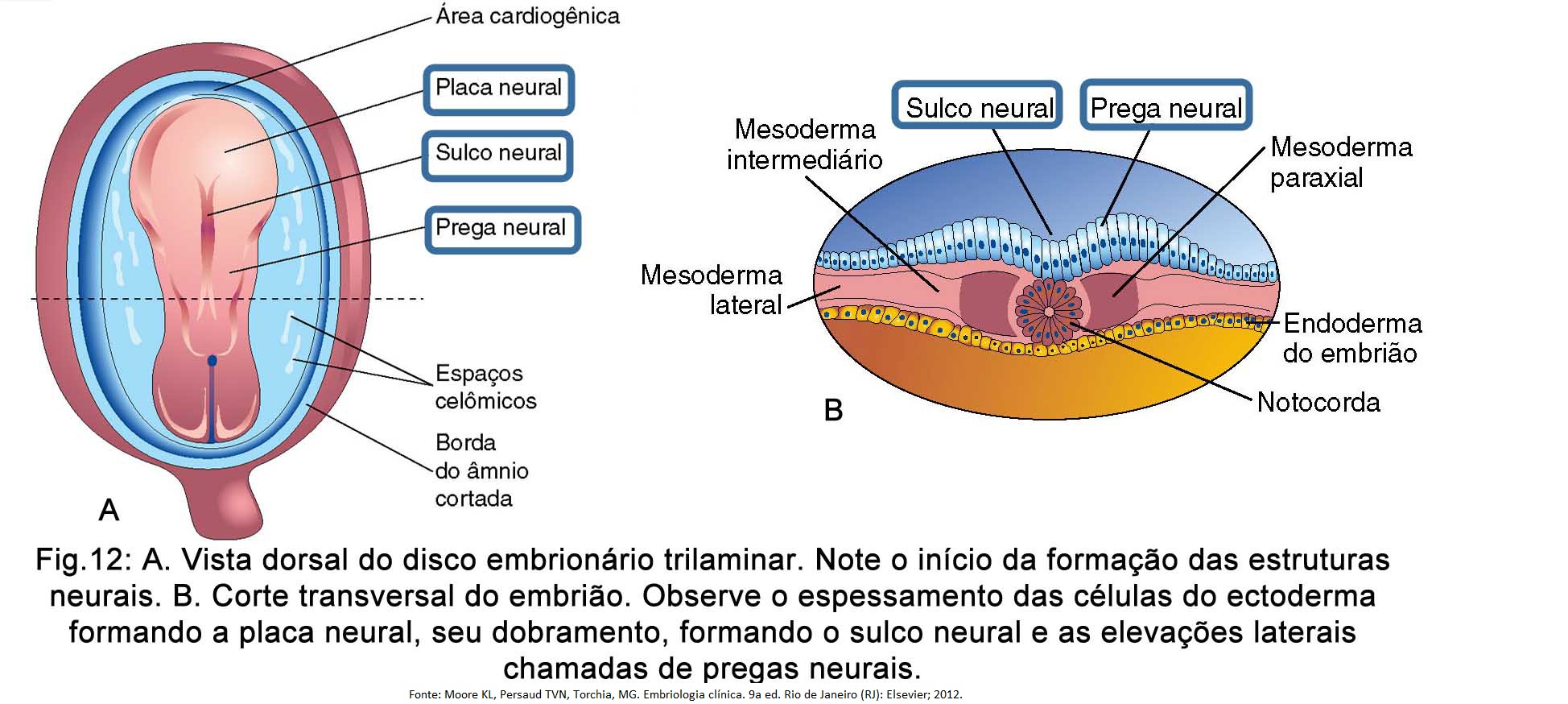 Formacao Do Tubo Neural - LIBRAIN