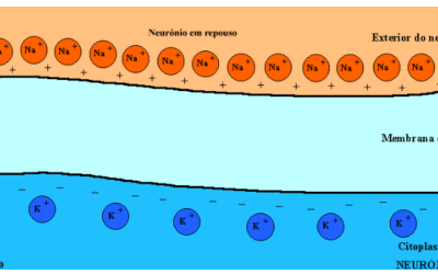 Potencial de membrana e potencial de membrana de repouso